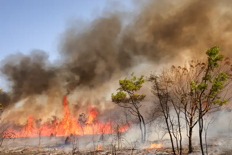 Brasília, DF 15-09-2024 Um Incendio atingiu o Parque Nacional de Brasília. Bombeiros e populares tentavam conter as chamas Foto: Fabio Rodrigues-Pozzebom