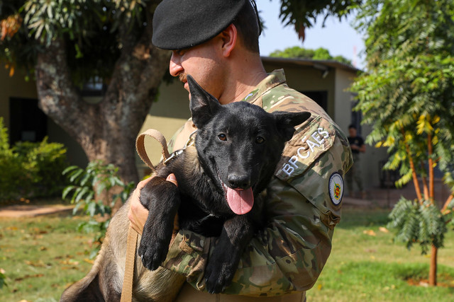 03/10/2024 - BPCães treina 20 caninos para atividades policiais, incluindo dois novos filhotes