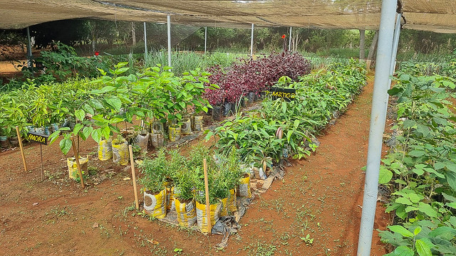 30/11/2024 - Mudas nativas do Cerrado cultivadas em fazenda na Papuda serão comercializadas