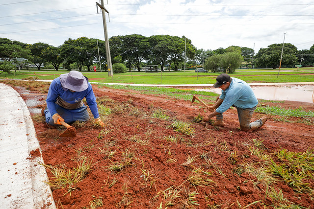 11/01/2025 - Plantio de grama no Parque Internacional da Paz marca início do paisagismo do Drenar DF