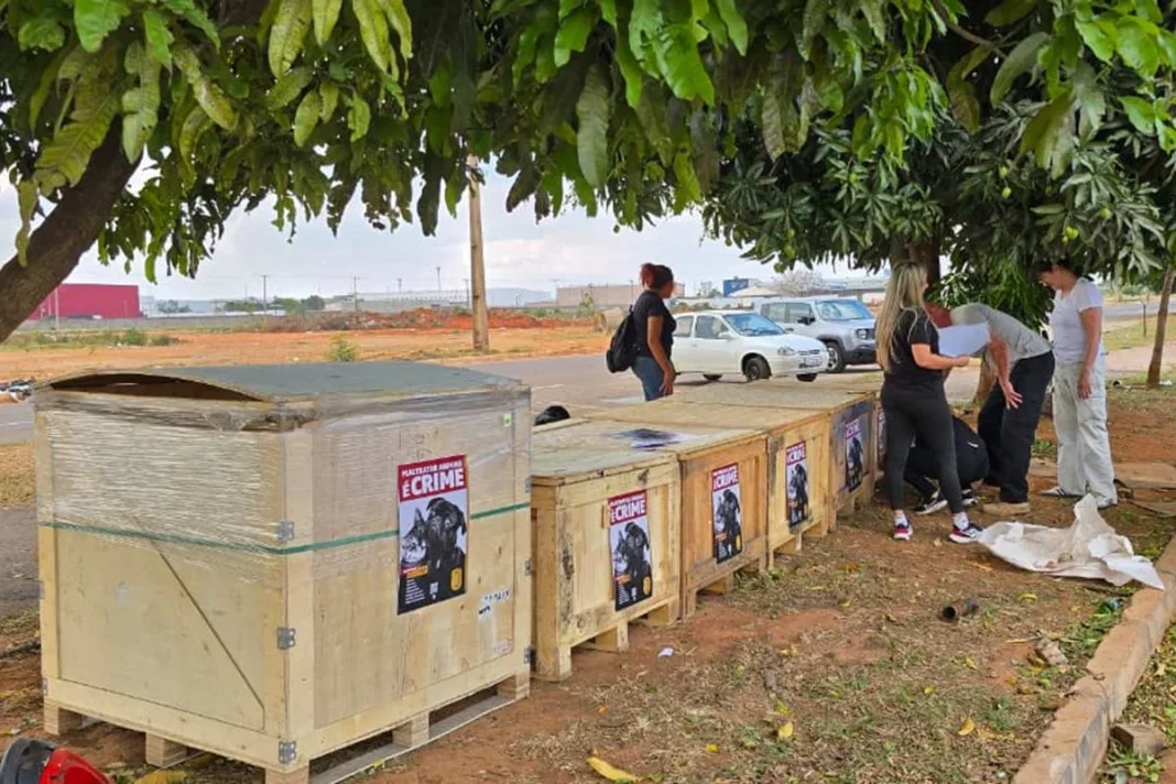 PCDF-protetores-casinhas-caes-gatos-rua