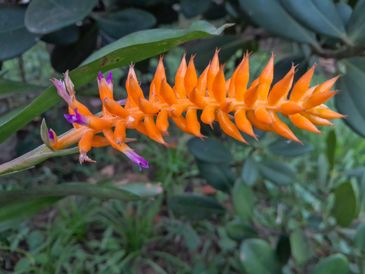 Bruno Rezende/JBRJ 11/12/2025 - Nova espécie de bromélia descoberta pelo JBRJ . Foto: Bruno Rezende/JBRJ