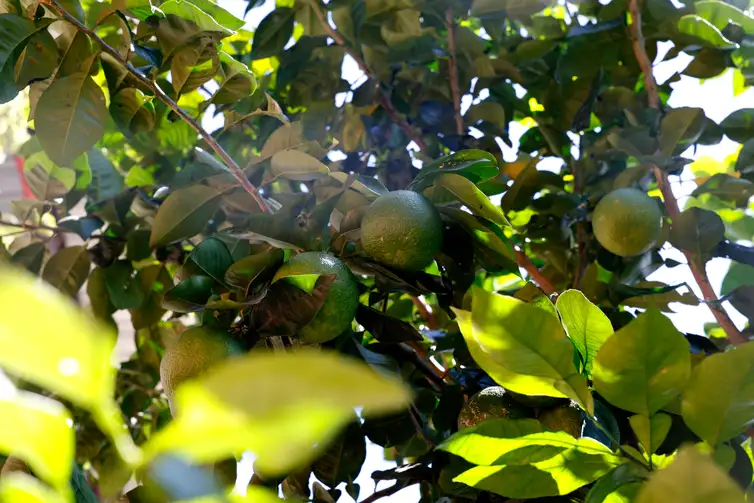 Tânia Rêgo/Agência Brasil Rio de Janeiro (RJ), 26/03/2026 - Pé de limão no alto do morro do Salgueiro. Hortas agroecológicas e ancestrais no Morro do Salgueiro, zona norte da cidade. Foto: Tânia Rêgo/Agência Brasil