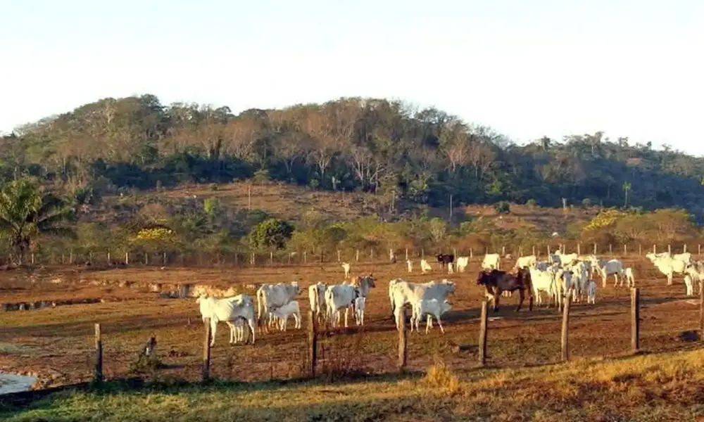 STF confirma legislação que restringe aquisição de terras por empresas estrangeiras