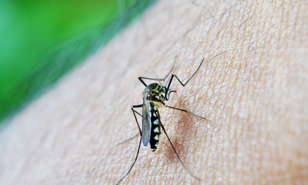 OMS aponta dengue como indicador da relação entre mudanças climáticas e arboviroses