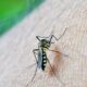 OMS aponta dengue como indicador da relação entre mudanças climáticas e arboviroses