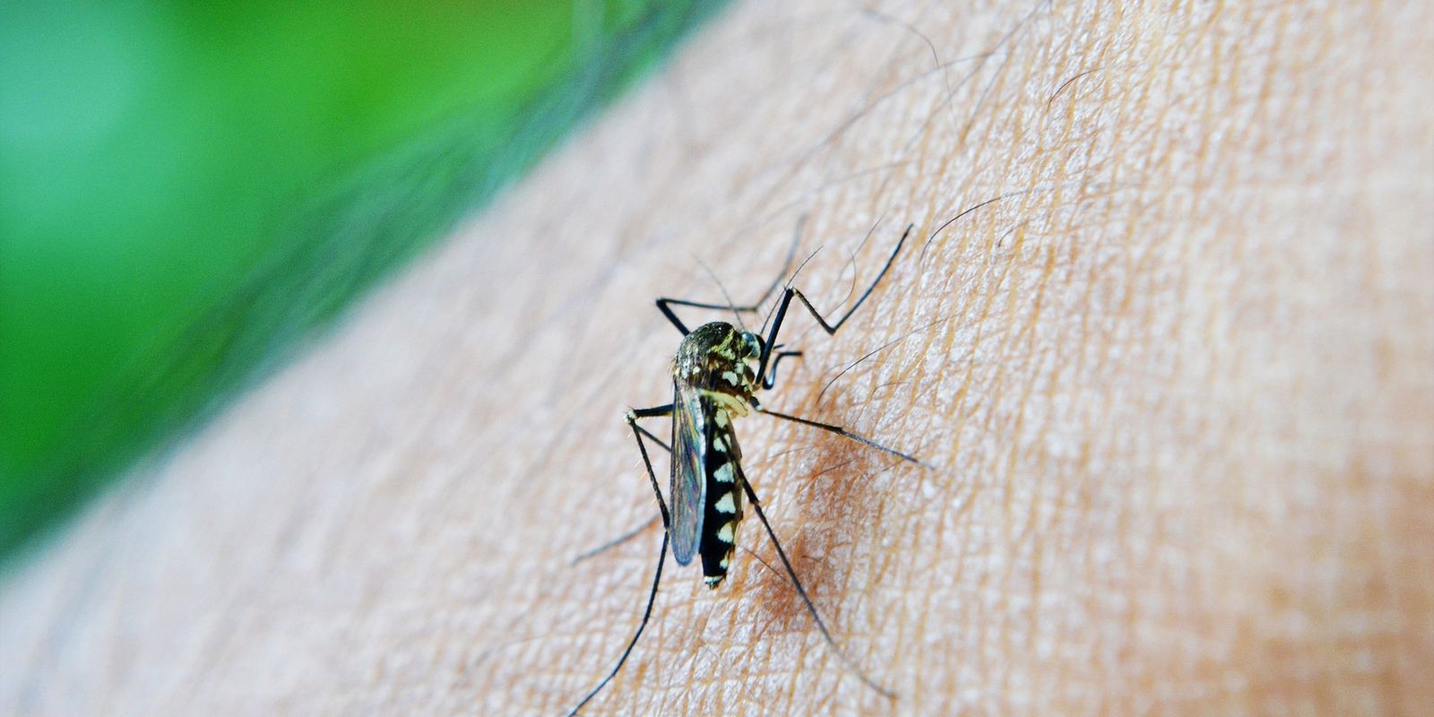 OMS aponta dengue como indicador da relação entre mudanças climáticas e arboviroses