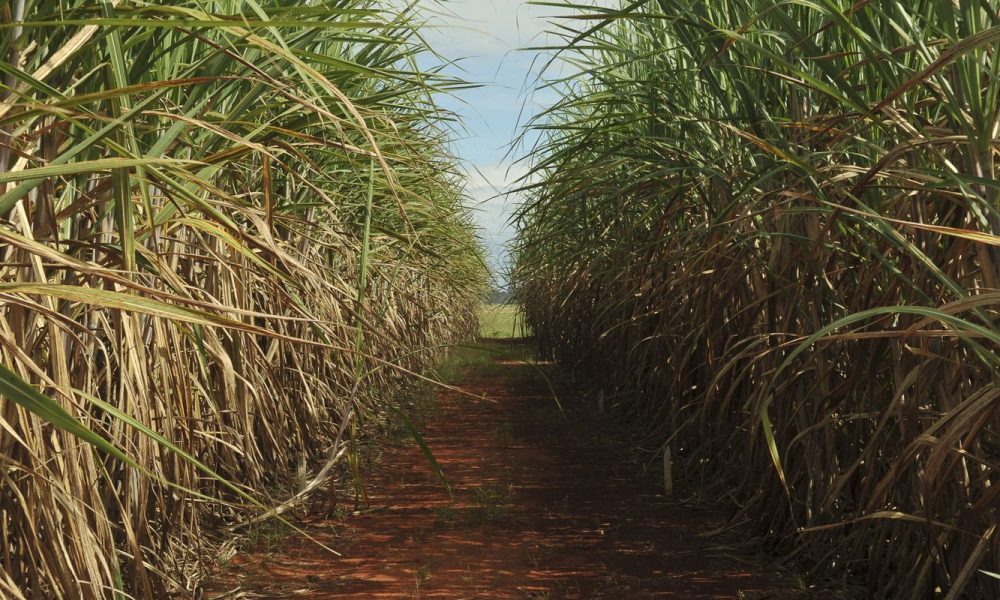 Conselho aumenta teto de remuneração do Eco Invest Brasil