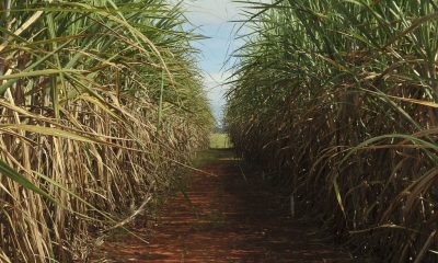 Conselho aumenta teto de remuneração do Eco Invest Brasil