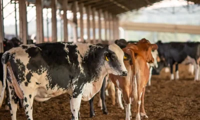 União Europeia suspende importação de carnes do Brasil; entenda os impactos e os próximos passos