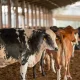 União Europeia suspende importação de carnes do Brasil; entenda os impactos e os próximos passos