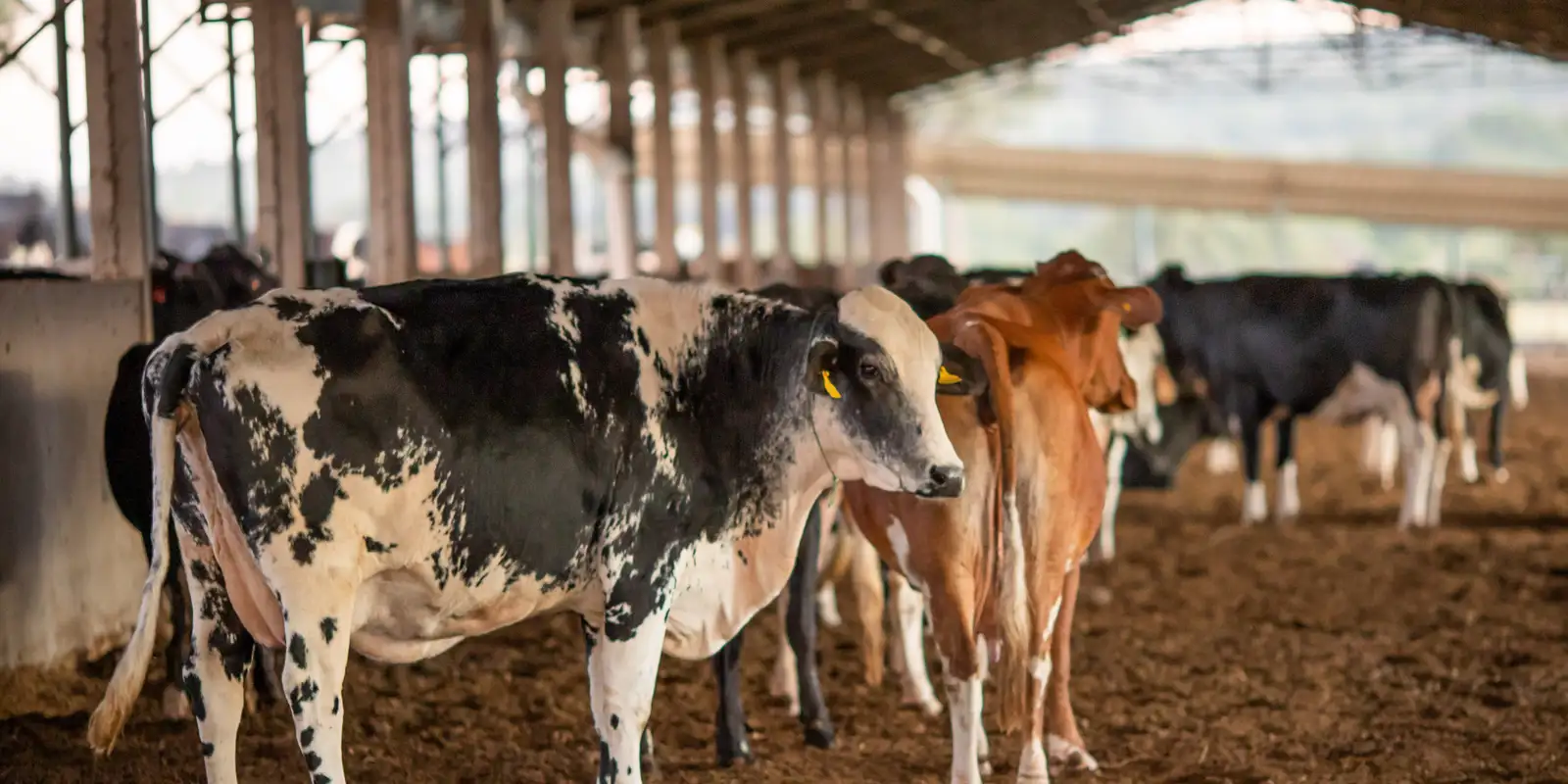 União Europeia suspende importação de carnes do Brasil; entenda os impactos e os próximos passos