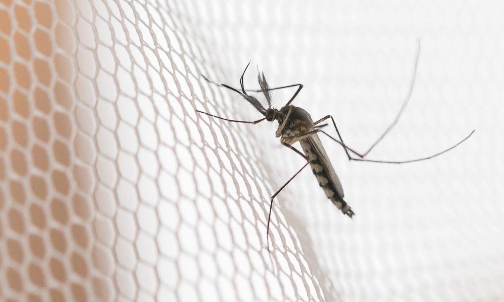 Cidades do noroeste de SP têm maior incidência de casos de dengue