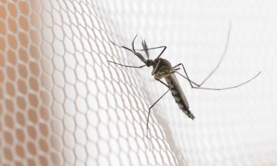 Cidades do noroeste de SP têm maior incidência de casos de dengue