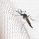 Cidades do noroeste de SP têm maior incidência de casos de dengue