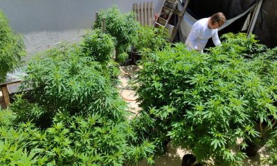 Feira em Fortaleza promove debate sobre políticas de drogas e justiça social