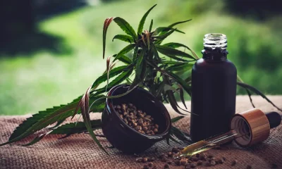 Associações apontam lacunas nas normas sobre cannabis