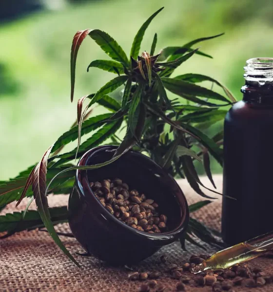 Associações apontam lacunas nas normas sobre cannabis
