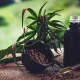 Associações apontam lacunas nas normas sobre cannabis