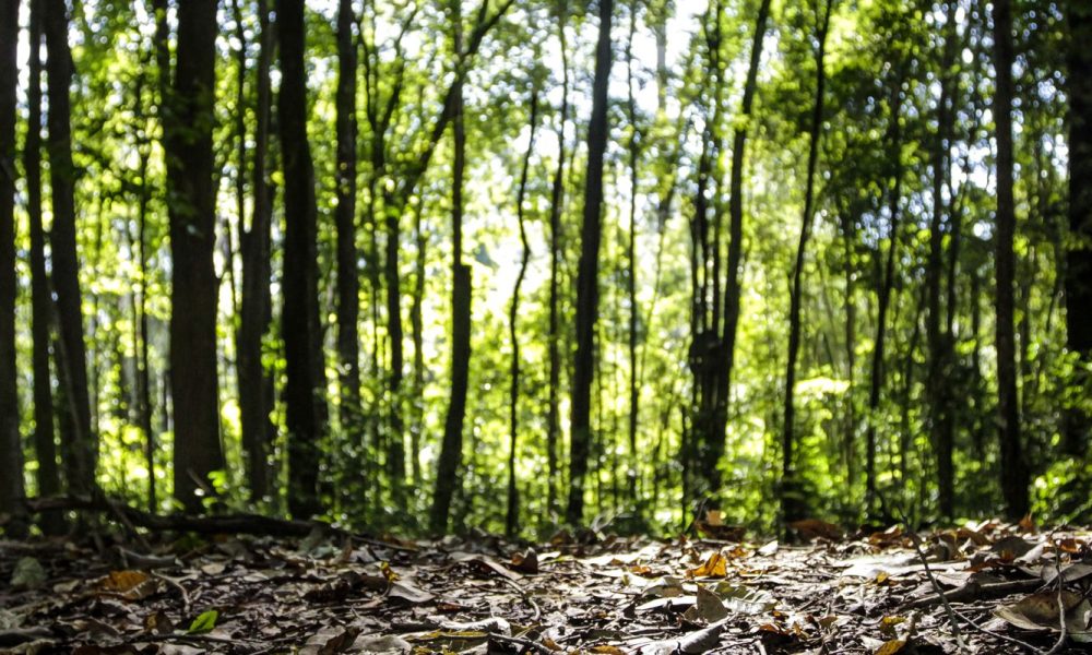 Produção florestal no Brasil atinge recorde de R$ 47,9 bilhões em 2025