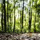Produção florestal no Brasil atinge recorde de R$ 47,9 bilhões em 2025