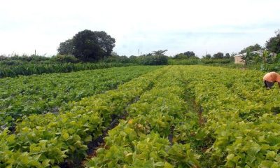 Segurança alimentar e povos indígenas têm R$ 64,3 milhões em crédito