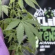 Prisões em flagrante por drogas geram maior número de prisões preventivas em comparação a outros crimes