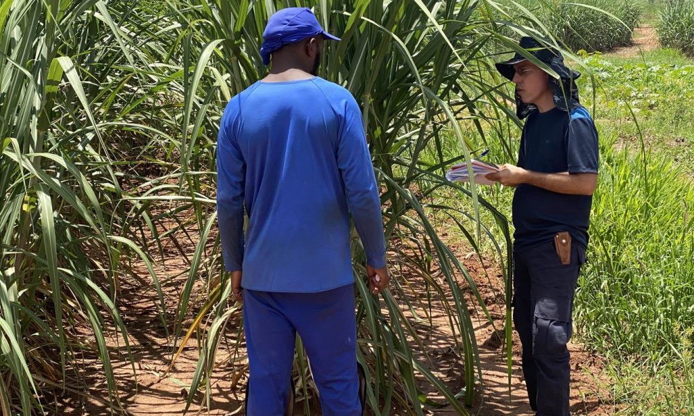 Fiscais libertam 479 pessoas de condições análogas à escravidão em agosto