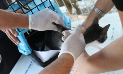 Rio de Janeiro registra caso de raiva em cão que teve contato com morcego